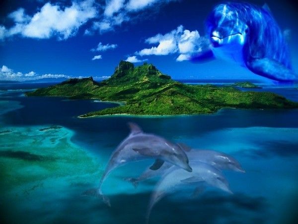 Dauphins et leur îles paradisiaque